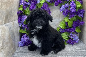 Eeyore - Havapoo for sale