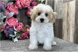 Elijah - Havapoo for sale