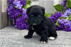 Evelyn - puppy for sale