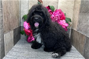Emmett - Havapoo for sale