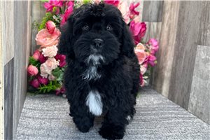 Emmett - Havapoo for sale