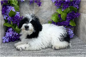 Elena - Havapoo for sale
