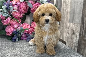 Daisy - Poodle, Miniature for sale