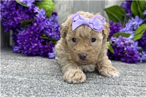 Daphne - Poodle, Miniature for sale