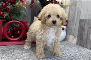 Lexington - puppy for sale