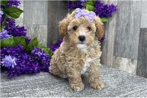 Daisy - Poodle, Miniature for sale