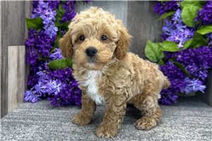 Daniel - Poodle, Miniature for sale