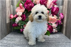 Delilah - Poodle, Miniature for sale