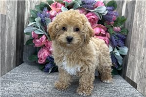 Daphne - Poodle, Miniature for sale