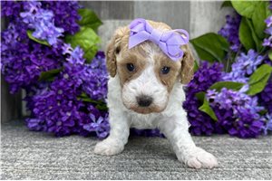 Dahlia - Poodle, Miniature for sale