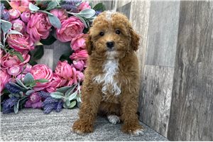 Dylan - Poodle, Miniature for sale