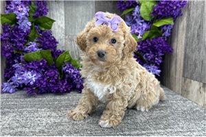 Daphne - Poodle, Miniature for sale