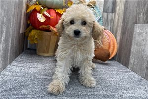 Conway - puppy for sale