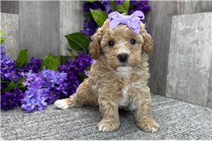 Daisy - Miniature Poodle for sale