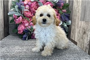 Delilah - Poodle, Miniature for sale