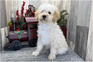 Lycan - puppy for sale