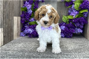 Dream - Poodle, Miniature for sale