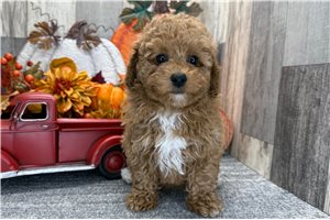 Coraline - puppy for sale