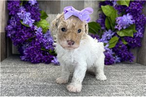 Diana - Poodle, Miniature for sale