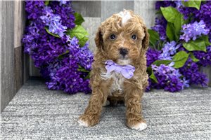 Dylan - Poodle, Miniature for sale