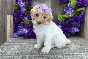 Diana - Poodle, Miniature for sale