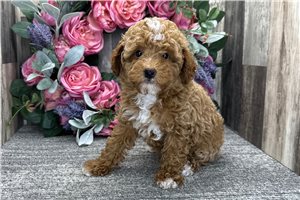 Dylan - Poodle, Miniature for sale