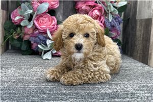 Daisy - puppy for sale
