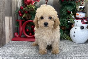 Lucia - puppy for sale