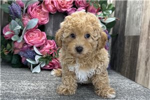 Daphne - Miniature Poodle for sale