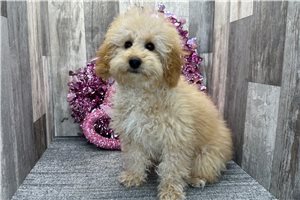 Chuck - Poodle, Miniature for sale