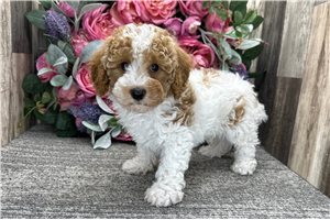 Dream - Miniature Poodle for sale