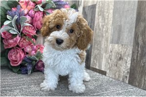Dream - Poodle, Miniature for sale
