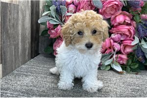 Diana - Poodle, Miniature for sale