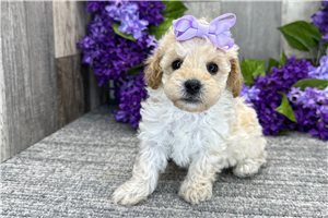 Delilah - Miniature Poodle for sale