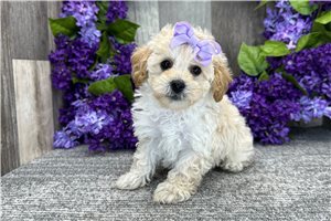 Delilah - Miniature Poodle for sale