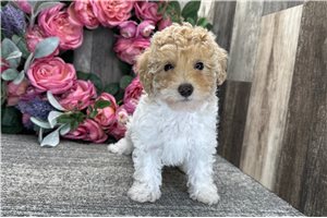 Diana - Poodle, Miniature for sale