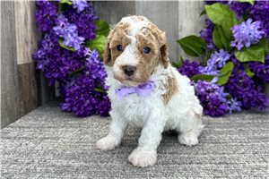 Dream - Poodle, Miniature for sale