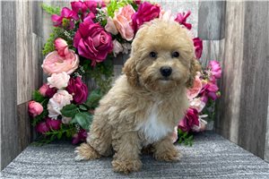 Daphne - Poodle, Miniature for sale