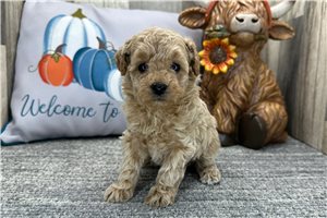 Rylie - Miniature Poodle for sale