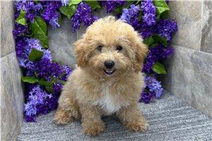 Daphne - Poodle, Miniature for sale