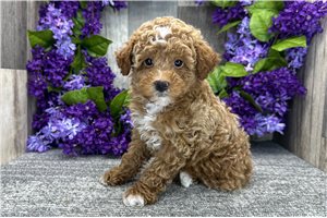 Dylan - Poodle, Miniature for sale
