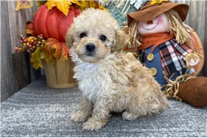 Chesapeake - puppy for sale