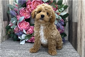 Daniel - Miniature Poodle for sale