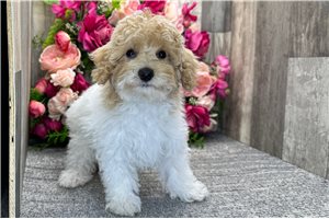 Diana - Poodle, Miniature for sale