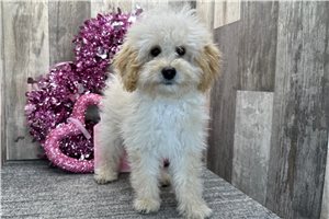 Lara - Poodle, Miniature for sale