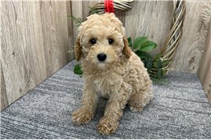 Knox - Poodle, Toy for sale