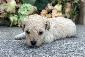 Delilah - Miniature Poodle for sale