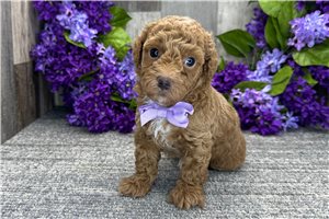 David - Toy Poodle for sale
