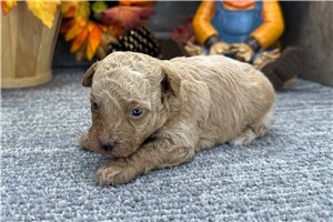Ruth - Miniature Poodle for sale