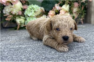 Daniel - puppy for sale